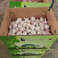 China fresh garlic new crop supply 50-60mm, high quality normal white garlic export